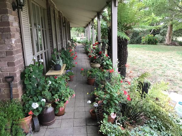 A verandah with potted geraniums