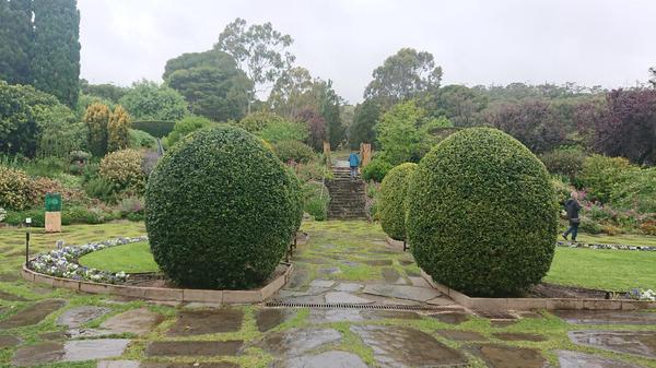 Round ball topiary hedges