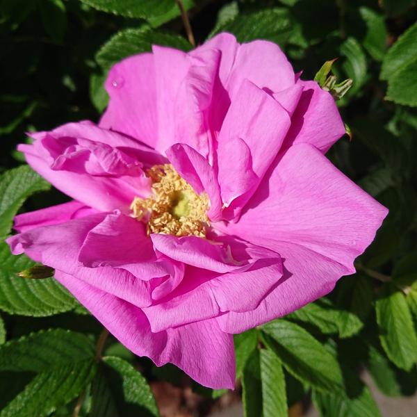 Rugosa Belle Poitevine, a mid pink rose with yellow stamens