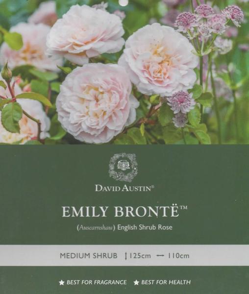Emily Bronte rose label