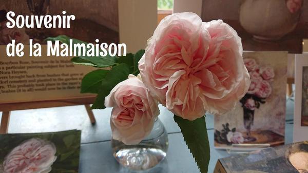 Pale pink Souvenire de la Malmaison rose in giftshop