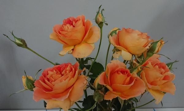 A bunch or orange Brass band roses