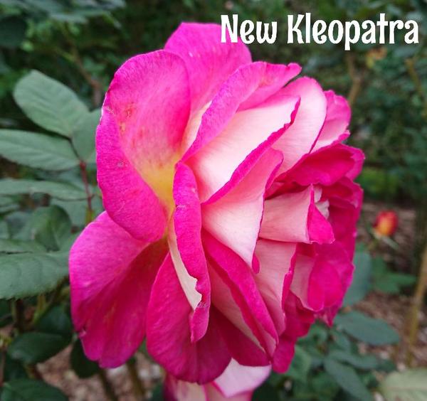 Hot pink with pale reverse New Kleopatra rose