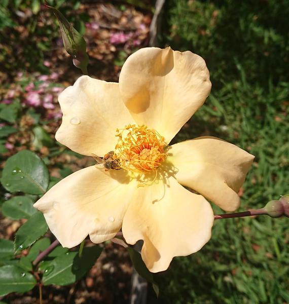 Yellow/Pale red hybrid tea rose