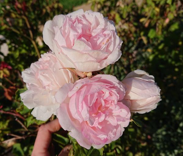 Pale pink Comtesse de Labarthe roses