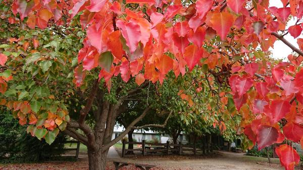 Autumn leaves and a seat under the tree at Sages Cottage Farm.