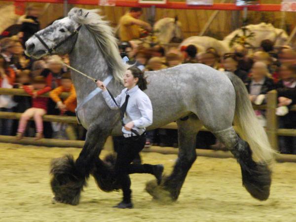 A grey Poitevin horse