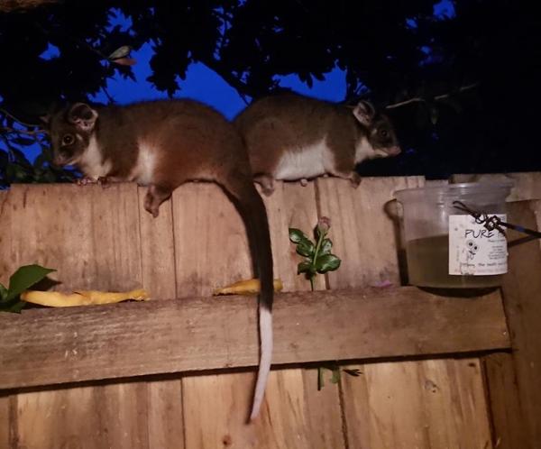 Two ringtail possums on the fence