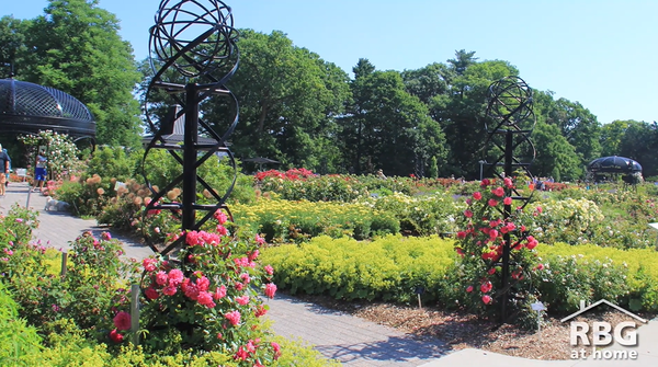 Roses on obelisks on the pathway to the gazebo