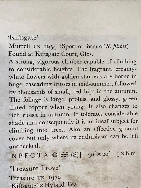 Description of the Kiftsgate rose