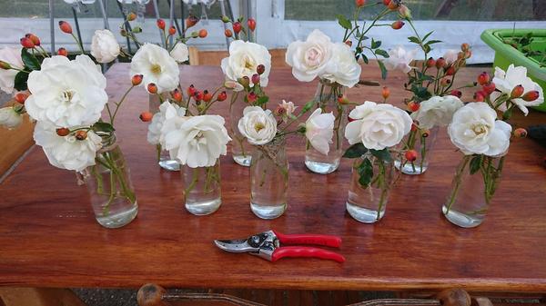 Iceberg rose blooms and rosehips in vases
