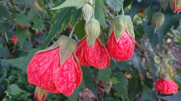 coral coloured chinese lantern flowers