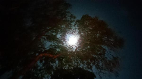 Moon behind gum tree