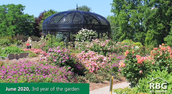 The third year of the rose garden at the Royal Botanic Gardens in Ontario.