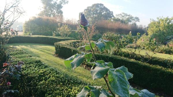 Misty morning in formal rose garden.