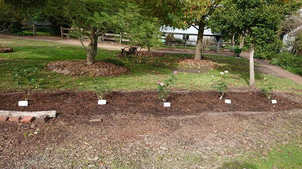 Newly planted rose bed