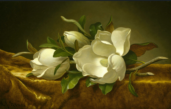 Magnolias on Gold Velvet Cloth -  Martin Johnson Heade,  1890
