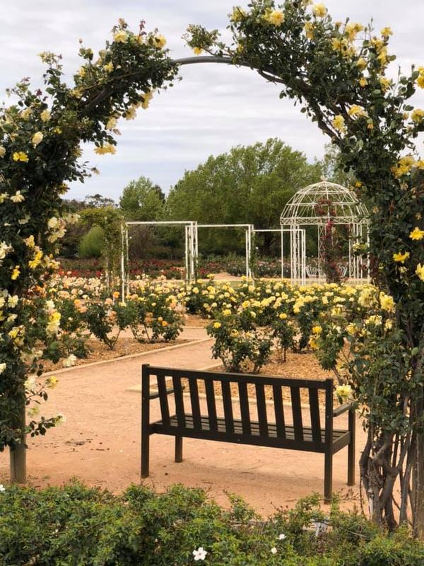 Yellow rose arch, Australian Inland Botanic Garden