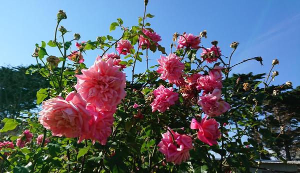 A bush of pink Monsieur Tillier roses against a blue sky