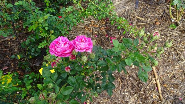 Mid pink climbing rose with lots of buds