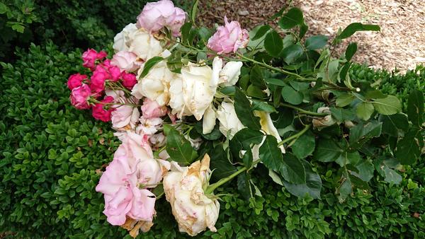 A bunch of white mauve and pink roses