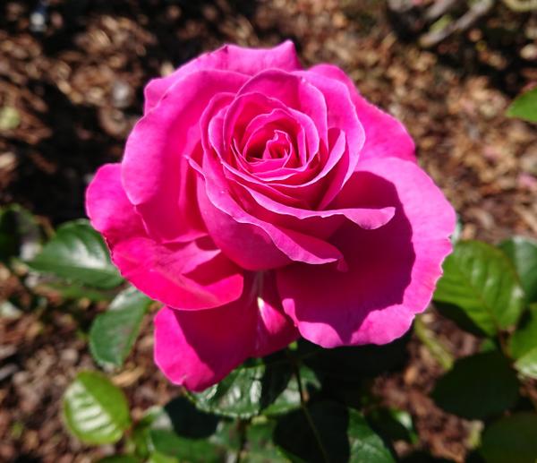 The deep pink Mornington rose