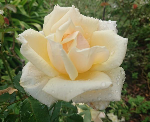 Pale lemon rose