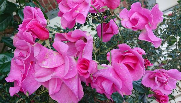 Mauve pink Pinkie roses