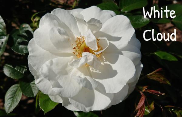 White rose, White Cloud