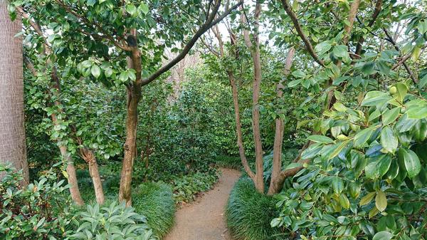 Pathway entering into the camellia collection at the Royal Botanic Gardens Melbourne