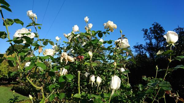 White roses in the formal rose garden at Sages Cottage farm