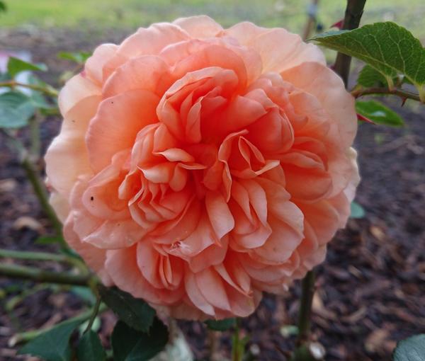 Pale pink-apricot The Lady Gardener ros