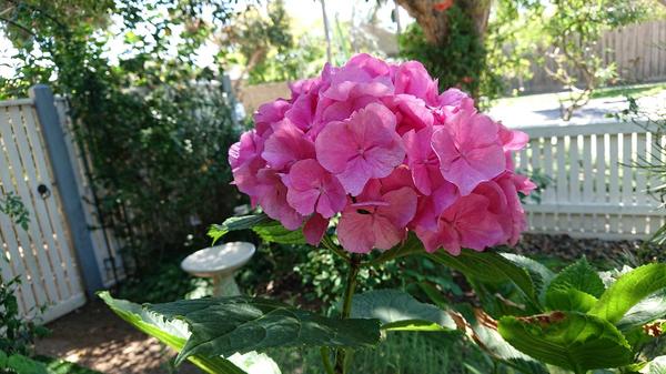 Pink hydrangea in front garden