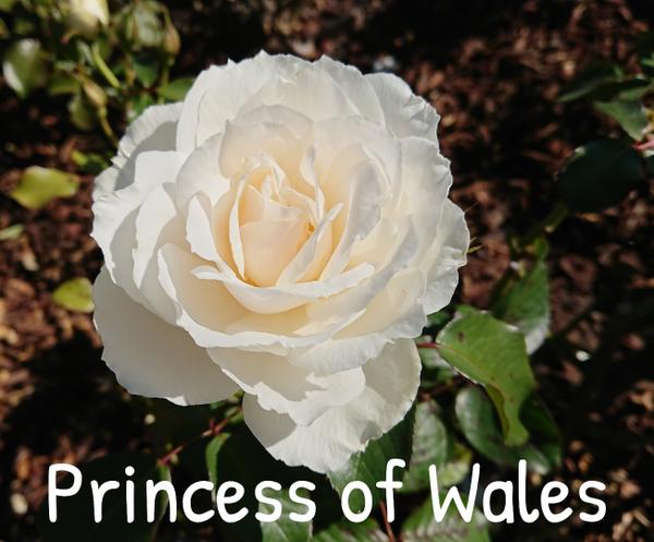 White rose, Princess of Wales