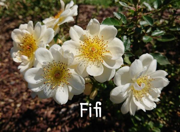 White rose, Fifi.
