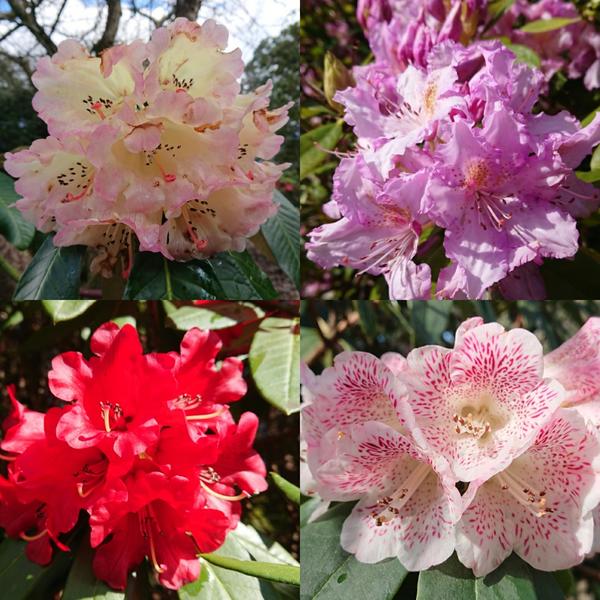 Rhodendron bloom in pale yellow, mauve, red and white with burgundy flecks