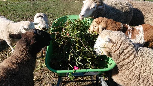 Sheep eating rose prunings out of wheelbarrow