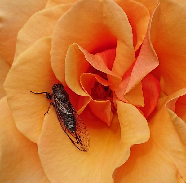 Black cicada with transparent wings on orange rose