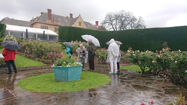 Alister Clark rose garden in front of Carrick Hill House with people in raincoats and umbrellase