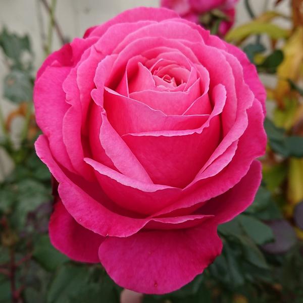 Hot pink Unconventional Lady rose