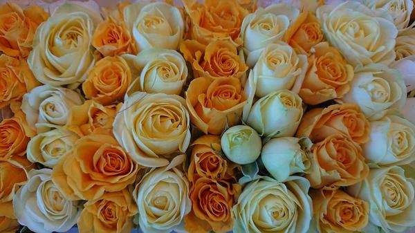 Arrangement of mixed yellow roses