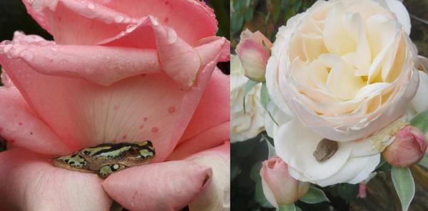 A pink and white rose, each with a small frog in the petals