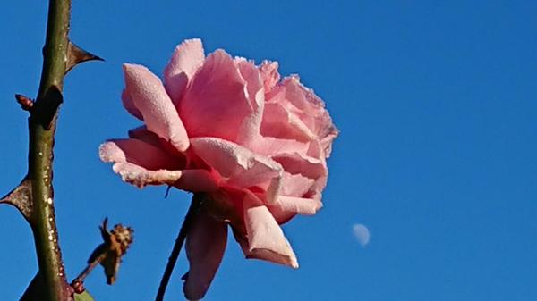 Pink rose on blue sky with moon