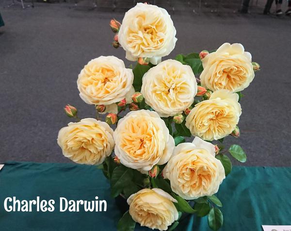A bunch of pale apricot yellow Charles Darwin roses