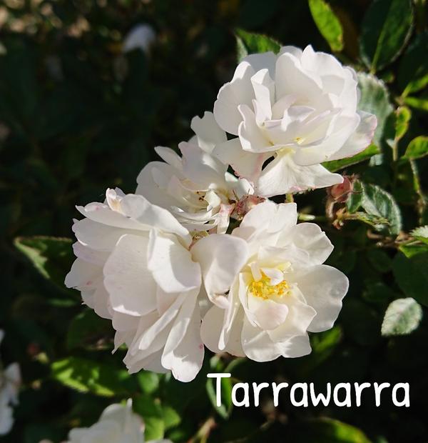 White rose, Tarrawarra.