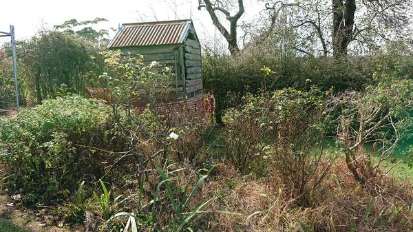 The outhouse and overgrown rose bed at the back of the Briars Homestead