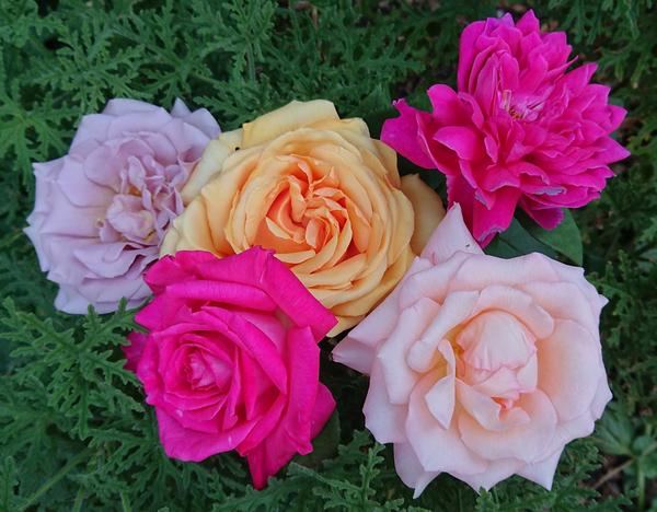 A Summer bunch of roses: Soul Sister, Valencia, Gift of Grace, Sophy's Rose, Governor Marie Bashir