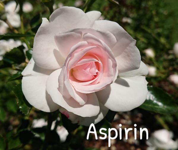 White rose with pale pink centre, Aspirin.