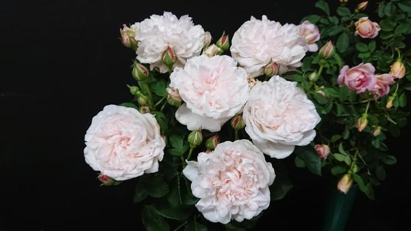 A bunch of palest pink roses with lots of buds