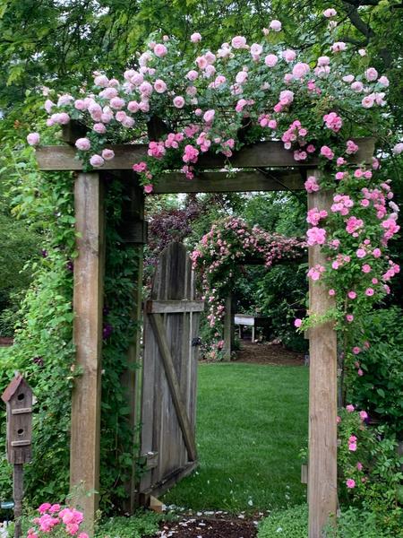 Two garden archway with pale pink and mid pink climbing roses